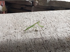 Tenodera sinensis