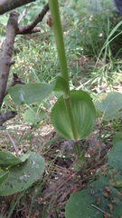 Epipactis helleborine orbicularis