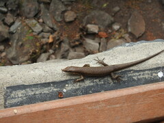 Trachylepis thomensis