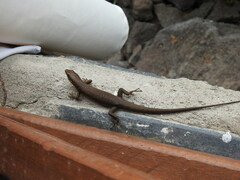 Trachylepis thomensis