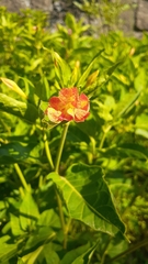 Mirabilis jalapa