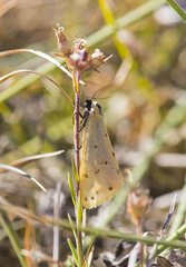 Setina flavicans