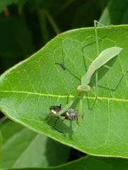 Tenodera sinensis
