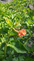 Mirabilis jalapa