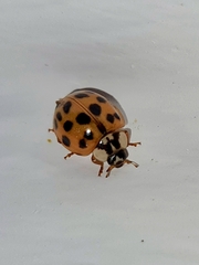Harmonia axyridis