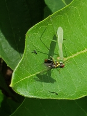 Tenodera sinensis