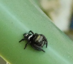 Phidippus audax