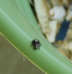 Phidippus audax