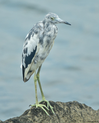 Egretta caerulea