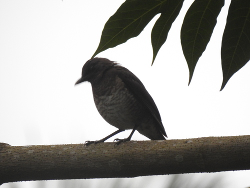 Sao Tome Thrush (Turdus olivaceofuscus), photo 6