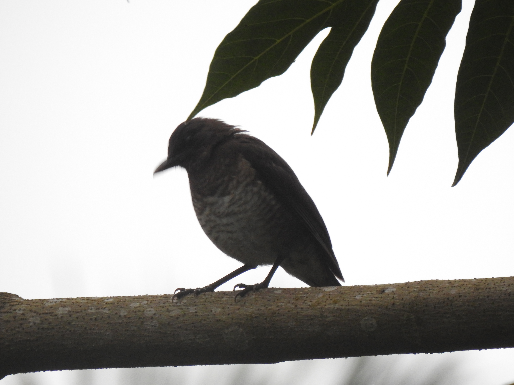 Sao Tome Thrush (Turdus olivaceofuscus), photo 10