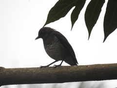 Turdus olivaceofuscus