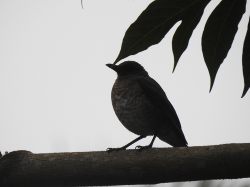 Sao Tome Thrush (Turdus olivaceofuscus), photo 5