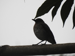 Turdus olivaceofuscus