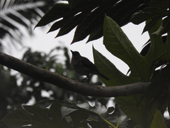 Turdus olivaceofuscus
