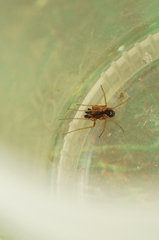 Pachygnatha listeri