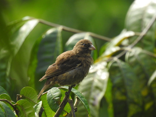 Principe Seedeater (Crithagra rufobrunnea), photo 5
