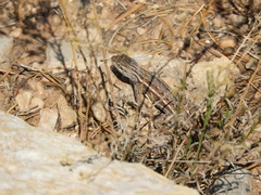 Sceloporus graciosus graciosus