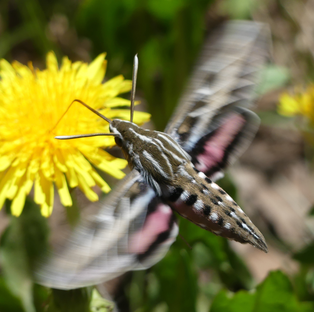 White-lined Sphinx from Montezuma, Colorado, United States on June 9 ...