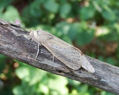 Phragmataecia castaneae