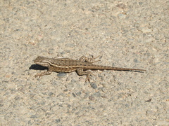 Sceloporus graciosus graciosus