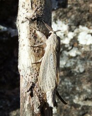 Phragmataecia castaneae