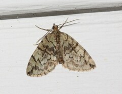 Hydriomena divisaria