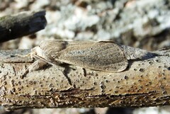 Phragmataecia castaneae