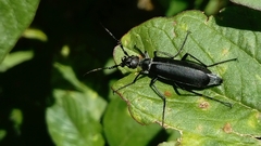 Epicauta curvicornis