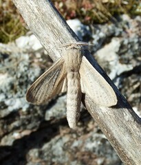 Phragmataecia castaneae