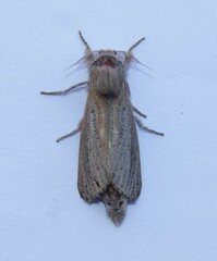 Phragmataecia castaneae