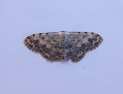 Charissa subtaurica
