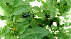 Epicauta curvicornis