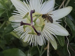 Apis mellifera