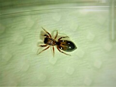 Synageles dalmaticus