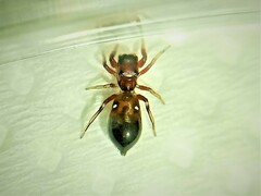 Synageles dalmaticus