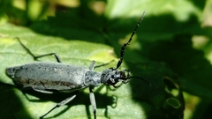 Epicauta curvicornis