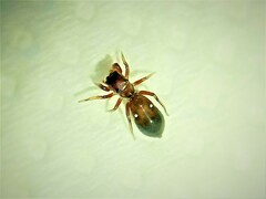 Synageles dalmaticus