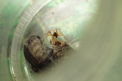 Pachygnatha listeri