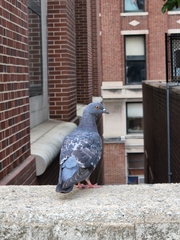 Columba livia domestica
