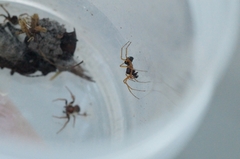 Pachygnatha listeri