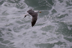 Larus occidentalis