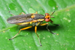 Thecomyia