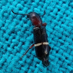 Paratillus carus