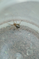 Parasteatoda simulans
