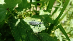 Epicauta curvicornis