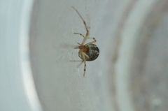 Parasteatoda simulans