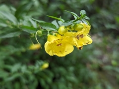 Aureolaria levigata