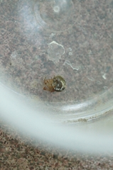 Parasteatoda simulans