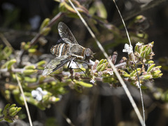 Exhyalanthrax simonae